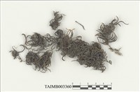 藏品(白齒苔科)的圖片